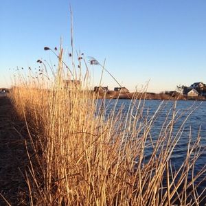 Meet your Posher, Iriss